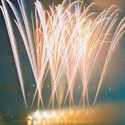 Павлин золотистый