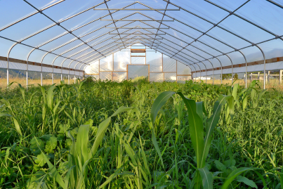 Farm greenhouse with an area of 57.6 m2