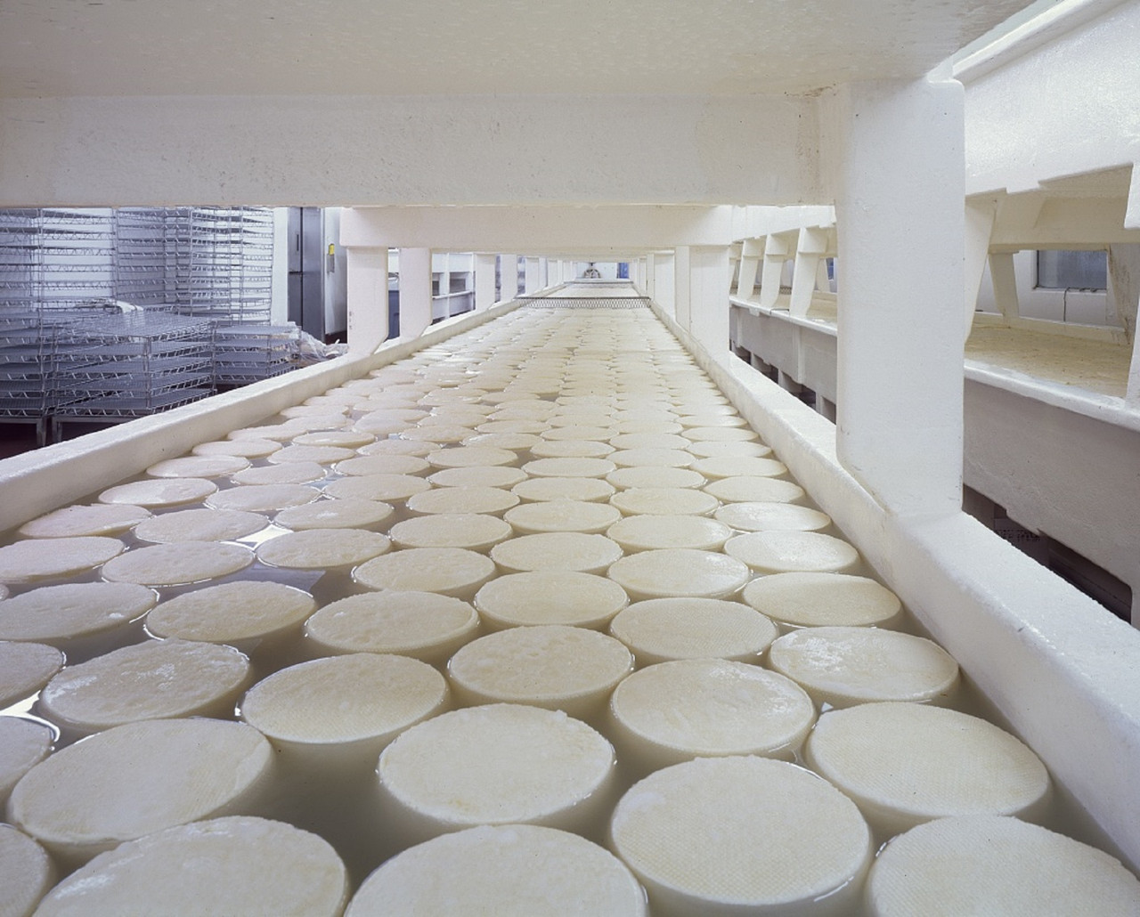 Cheese dairy for 1000 liters per day