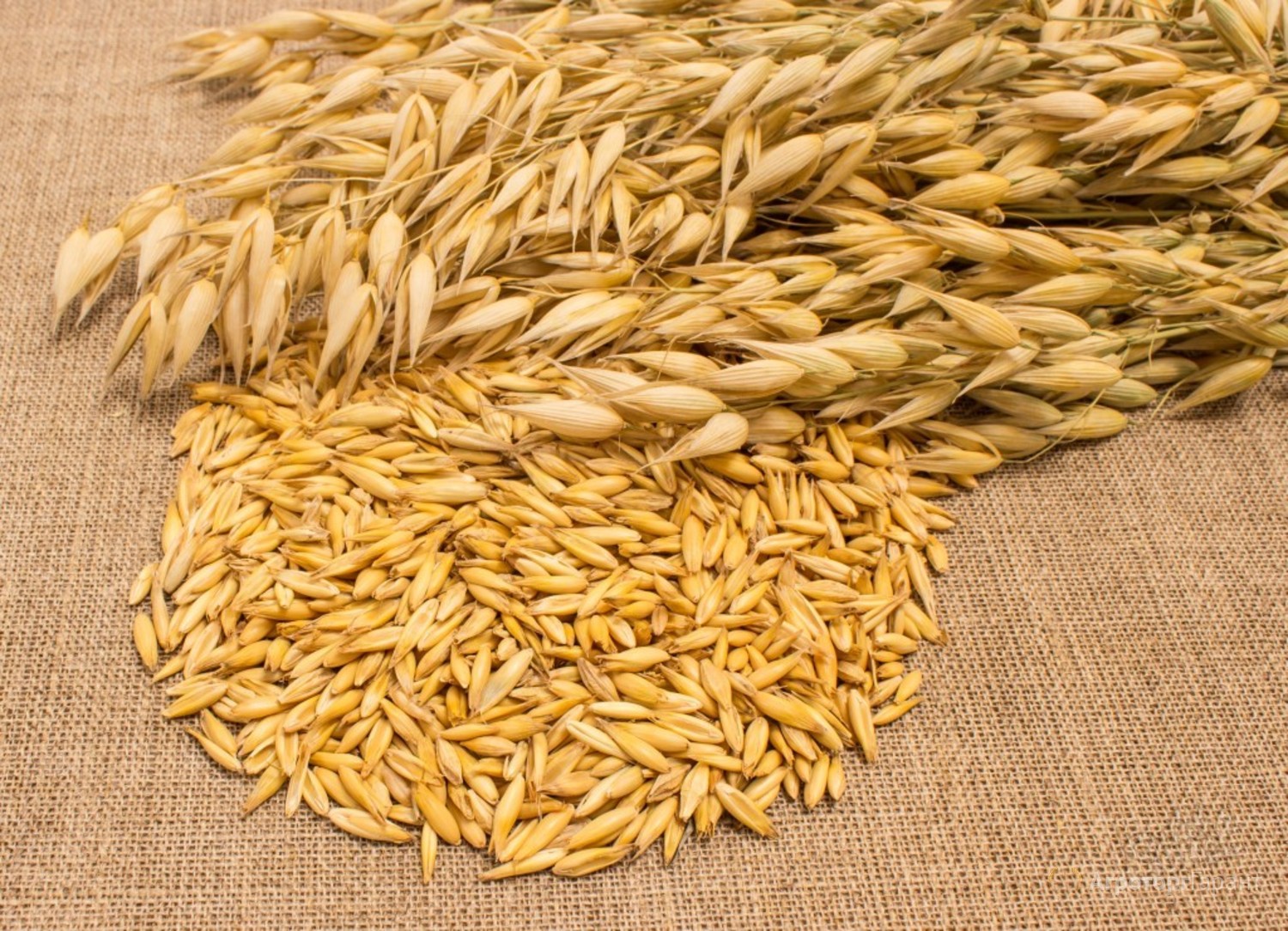 Зерна пшеницы и овса. Овёс посевной Avena Sativa l.. Овес голозерный семена. Голозерный ячмень семена. Овес Яровой.